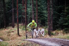 Sled dog racing in Dalby Forest