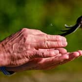 A long-tailed tit is released after being ringed, weighed and logged in Dalby Forest