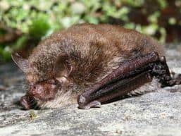 Alcathoe bat