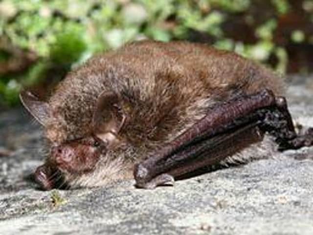 Alcathoe bat