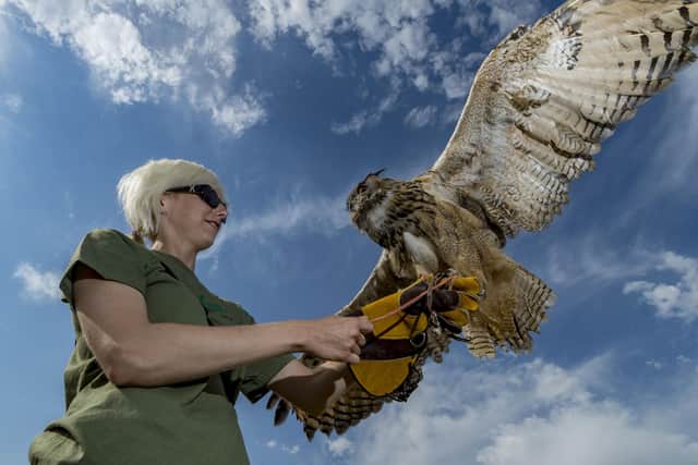 Date: 20th July 2016. Picture James Hardisty
The 141st Driffield Show. Pictured Holly Dunn, from the Bridlington Birds of Prey and Animal Park, holding a European Eagle Owl Called Merlin.