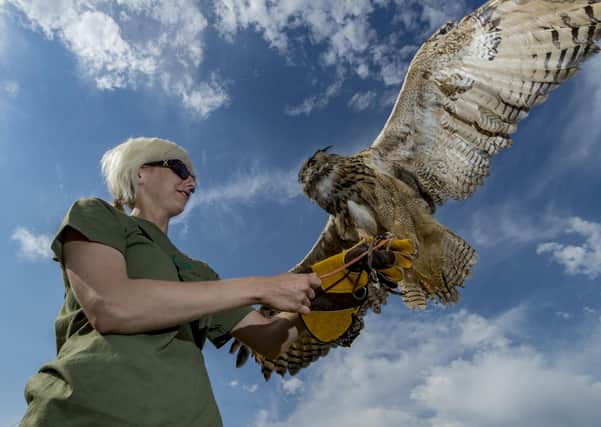 Date: 20th July 2016. Picture James Hardisty
The 141st Driffield Show. Pictured Holly Dunn, from the Bridlington Birds of Prey and Animal Park, holding a European Eagle Owl Called Merlin.