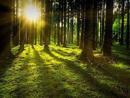 Cash available for tree planting project across East Riding