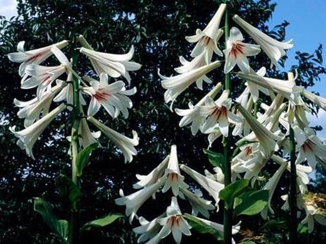 Himalayan lily