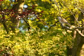 Turtle doves in North Yorks Moors National Park