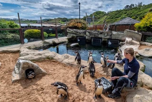 Scarborough Sea Life Centre has been given the green light to reopen.