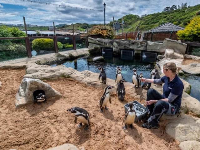Scarborough Sea Life Centre has been given the green light to reopen.