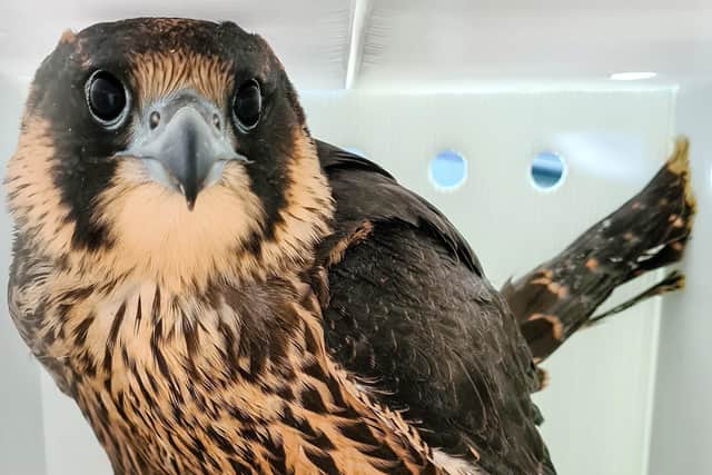 The young peregrine falcon was spotted by a member of the public during the atrocious weather last week.