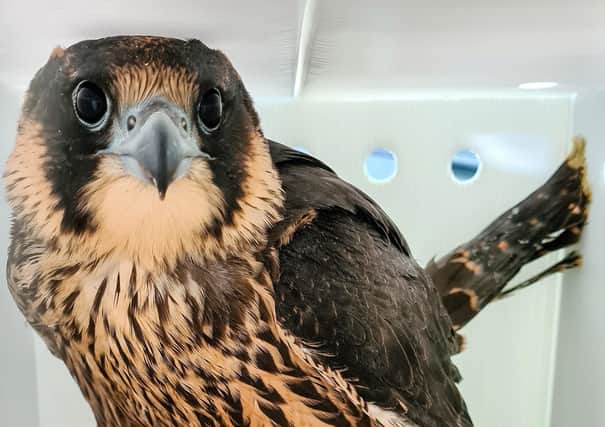 The young peregrine falcon was spotted by a member of the public during the atrocious weather last week.