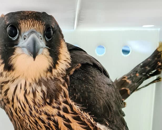 The young peregrine falcon was spotted by a member of the public during the atrocious weather last week.