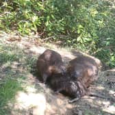 The beaver family at Cropton Forest