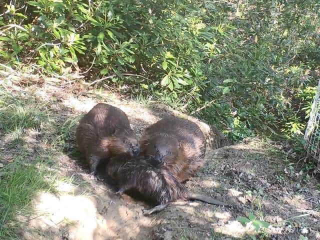 The beaver family at Cropton Forest