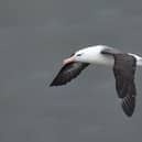 The albatross was photographed at Bempton Cliffs by birdwatcher Andy Hood