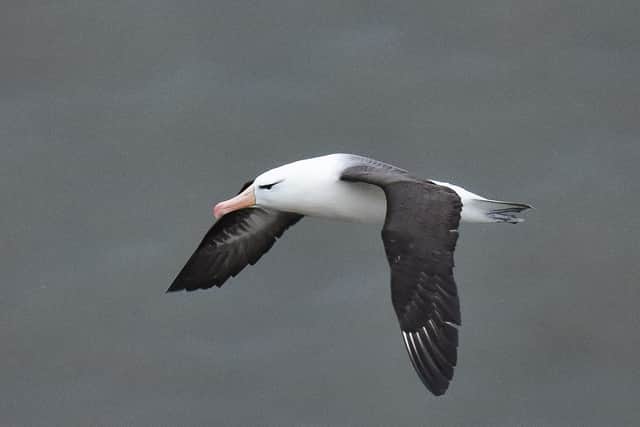 The albatross was photographed at Bempton Cliffs by birdwatcher Andy Hood