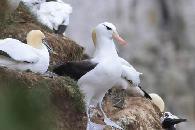 The distinctive albatross among the gannets at RSPB Bempton Cliffs (photo: Craig Thomas)