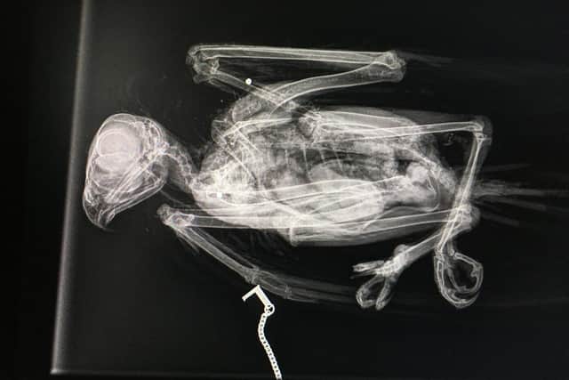 An x-ray of the buzzard showing pieces of shot