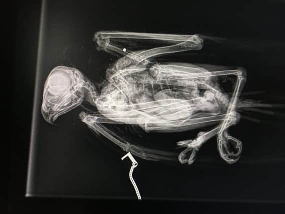 An x-ray of the buzzard showing pieces of shot