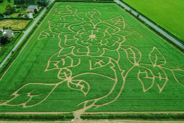 The Yorkshire Rose Maze covers nine acres and has two miles of paths. Photo: Charlotte Graham