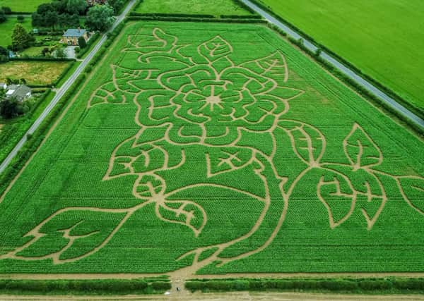 The Yorkshire Rose Maze covers nine acres and has two miles of paths. Photo: Charlotte Graham