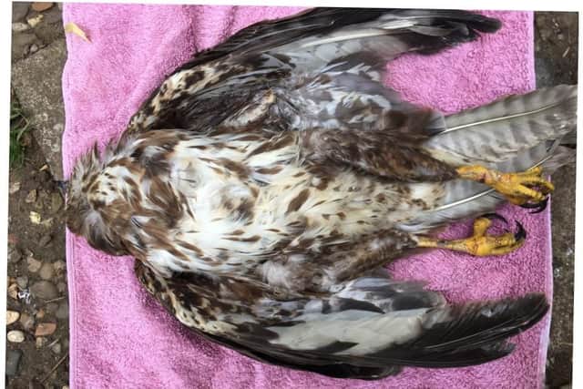 The female buzzard