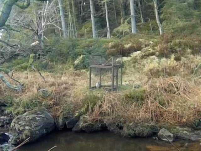 The goshawk seen in a trap.
