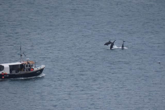 Cleveland Way walker Gail, from Liverpool, photographed the dolphins from the cliffs