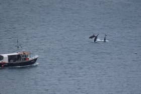 Cleveland Way walker Gail, from Liverpool, photographed the dolphins from the cliffs