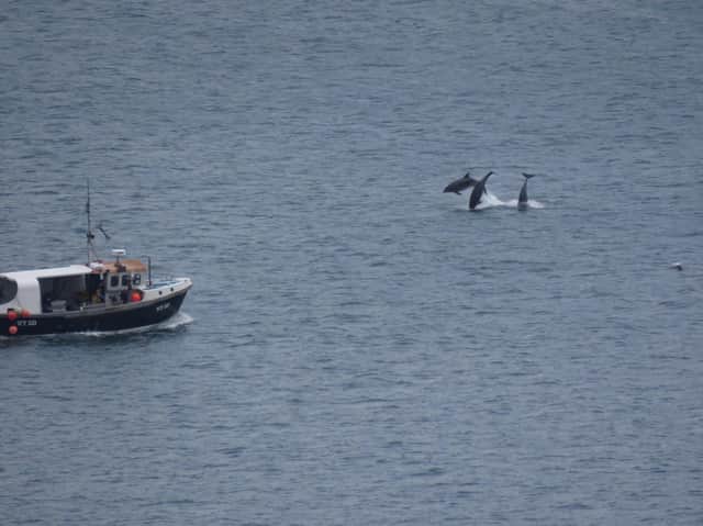 Cleveland Way walker Gail, from Liverpool, photographed the dolphins from the cliffs