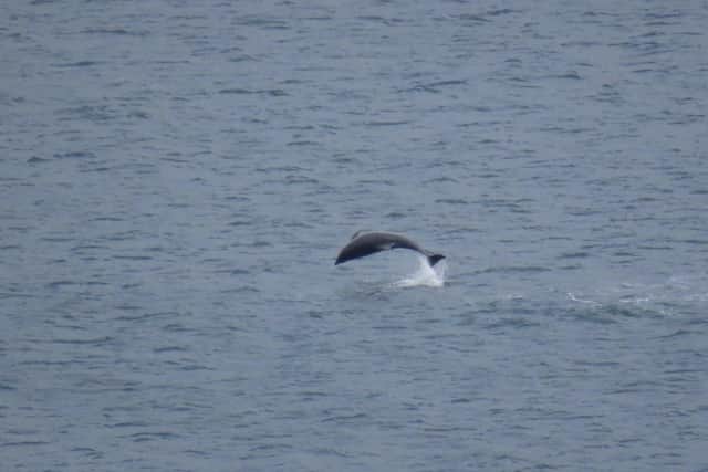 The pod are from the Moray Firth, near Inverness, but have been exploring the Yorkshire coast for the past two years