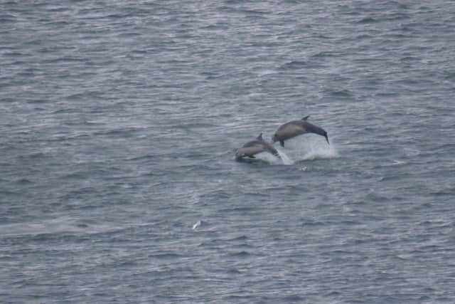 DIners at harbourside restaurants in Whitby were treated to a 'dolphin show' last night when the pod began playing near the pier