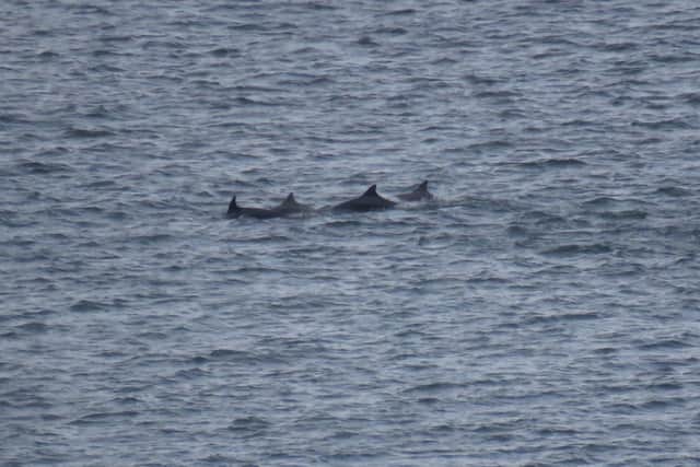 Scientists are studying the dolphins to establish why they are suddenly migrating further south