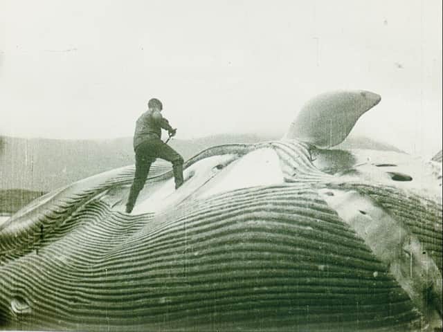 Random Allusions to Whales is on Tuesday July 28