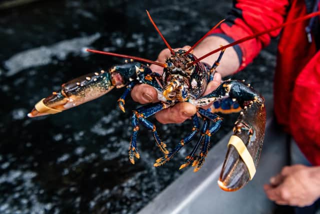 Bridlington Bay Lobster Festival will celebrate the area as the largest lobster fishery in Europe.