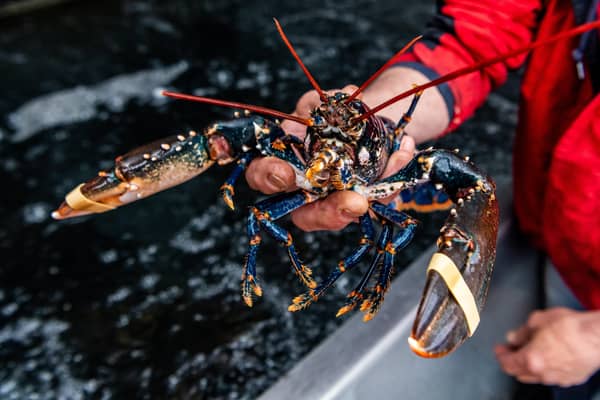 Bridlington Bay Lobster Festival will celebrate the area as the largest lobster fishery in Europe.