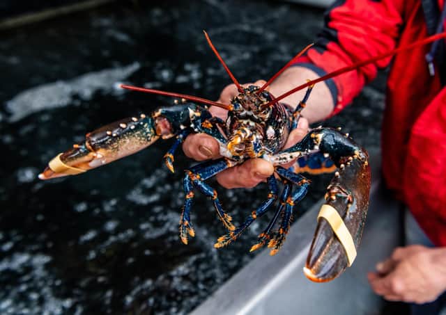 Bridlington Bay Lobster Festival will celebrate the area as the largest lobster fishery in Europe.
