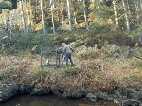 The man is seen entering the cage trap with the goshawk inside