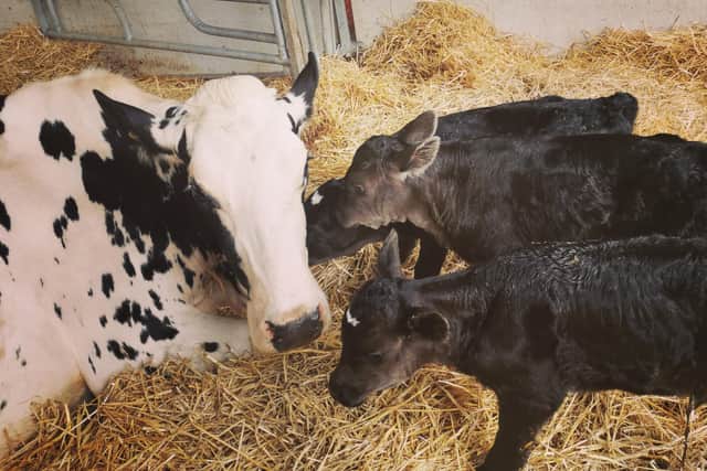 All three new arrivals and mum are healthy and doing well