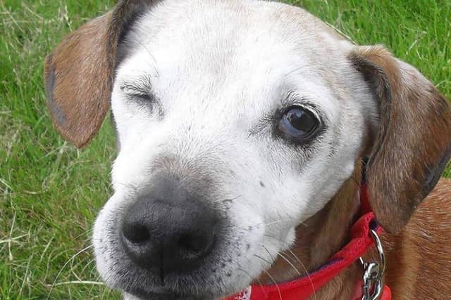 The charity is named after Kate Collier’s rescue dog Jak – a sixteen-year-old, part blind, part deaf terrier-cross who was thrown out by his previous owners.