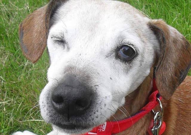 The charity is named after Kate Collier’s rescue dog Jak – a sixteen-year-old, part blind, part deaf terrier-cross who was thrown out by his previous owners.