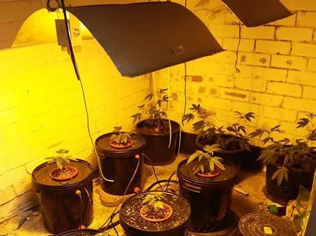 Police found cannabis growing at a property on Gypsey Road