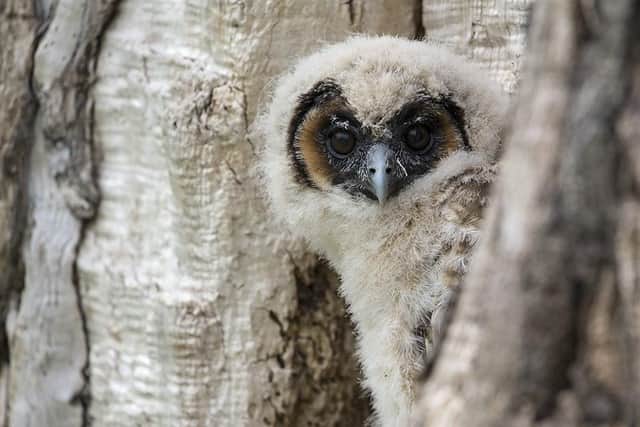 The National Centre for Birds of Prey will be hosting photography workshops. Photo by Steve Race