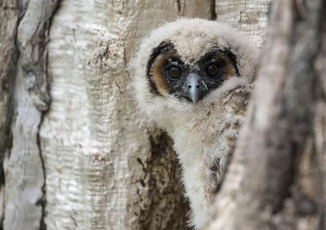 The National Centre for Birds of Prey will be hosting photography workshops. Photo by Steve Race