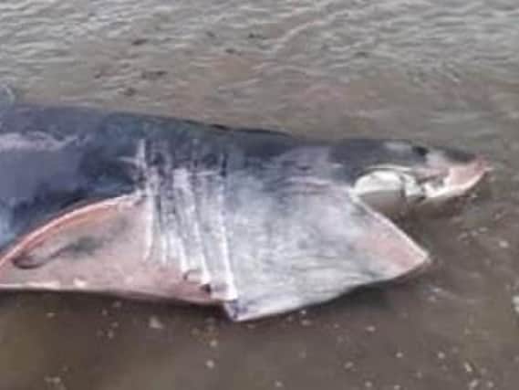 A basking shark - a rare sight in the North Sea - has died after being stranded in Filey Bay (pic: Hazel Lewis)