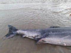 The shark measured over four metres in length (pic: Hazel Lewis)