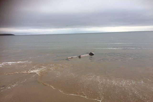 A large crowd of volunteers and rescuers gathered to try and save the shark (pic: Keith Clarkson)