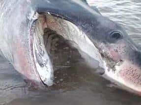 The basking shark has such a large mouth because it feeds on plankton (pic; Hazel Lewis)