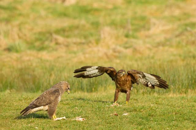 Buzzards