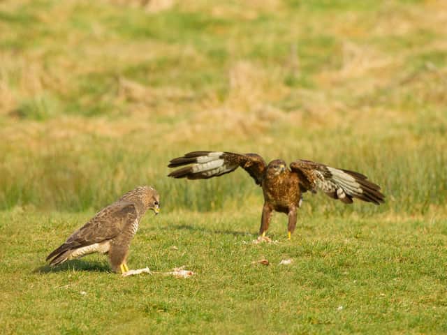 Buzzards