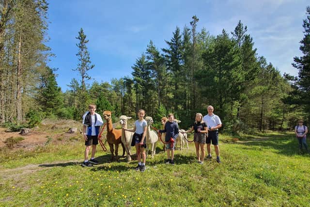 Alpaca trekking