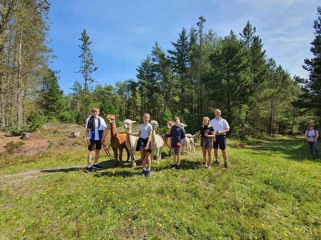 Alpaca trekking